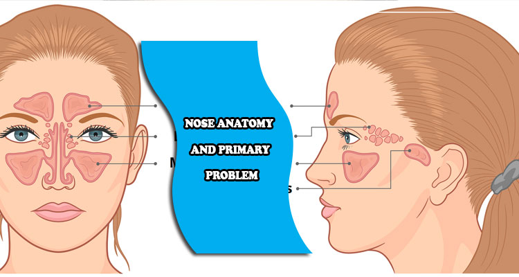 2.Nose anatomy and primary problem