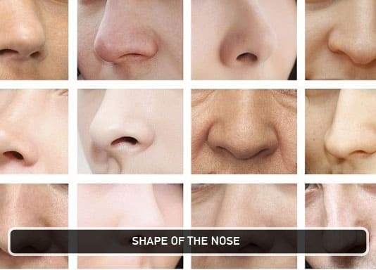 shape of the nose