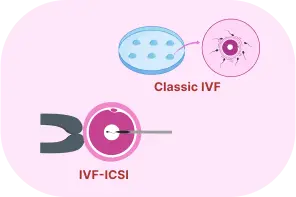 Formation of an embryo​