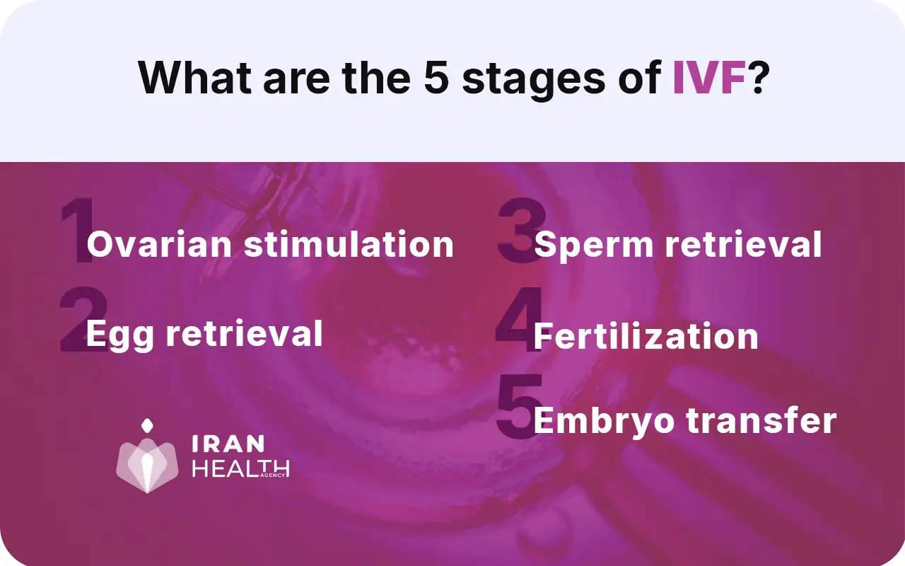 IVF procedure stages